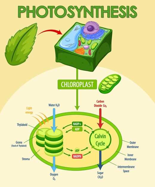 Finasteride post cycle