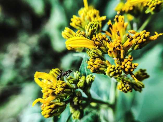 Improved thyroid function