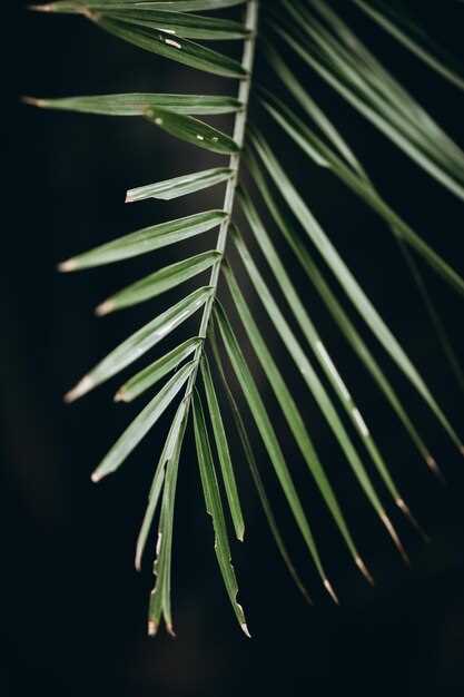 Choosing Saw Palmetto as a Natural Alternative
